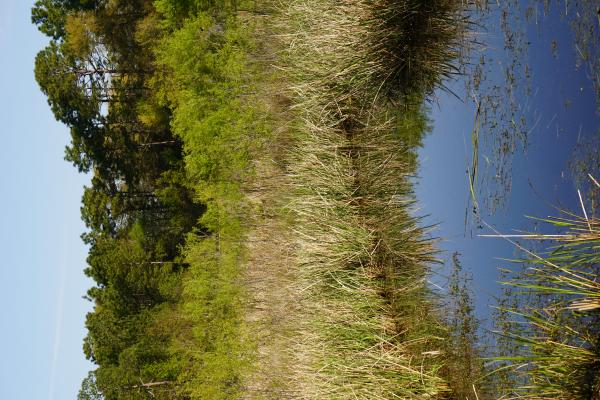 Scene James Wade park ncwetlands KG (45)