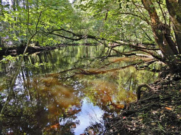 Scene Lumber River SP Chalk Banks ncwetlands KG (45)