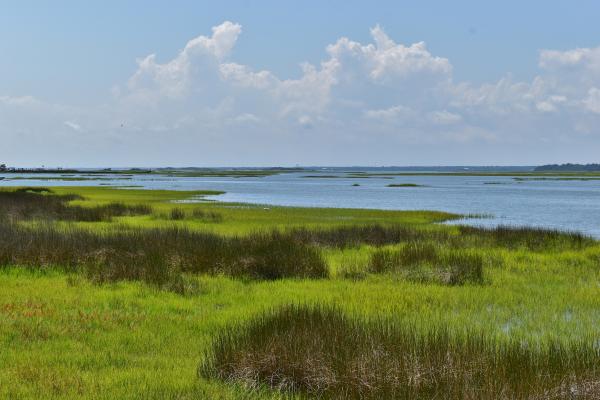 Scene marsh and egret emerald isle woods ncwetlands AM (9)