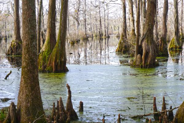 Scene Merchants Millpond SP ncwetlands KG (19)