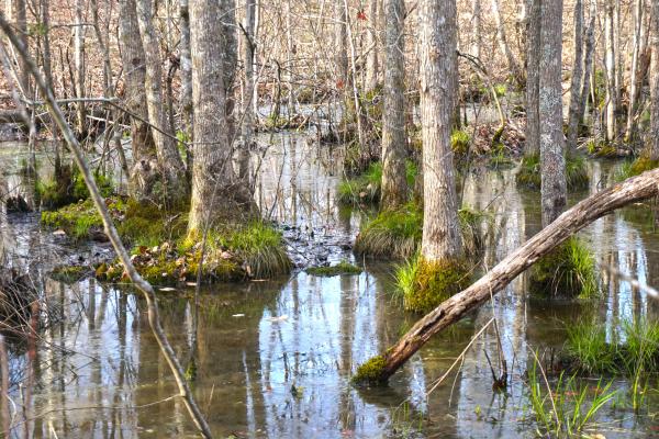 Scene Northwest River Marsh Gameland ncwetlands KG (3)