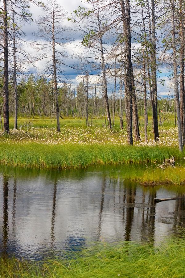 scene of nature