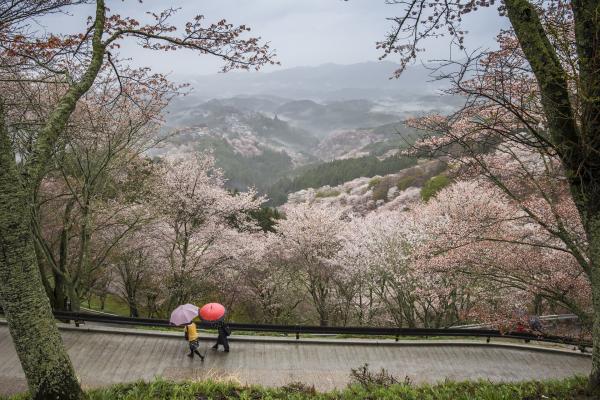 Scenic View