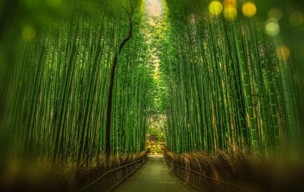 Scenic View of Bamboo Trees