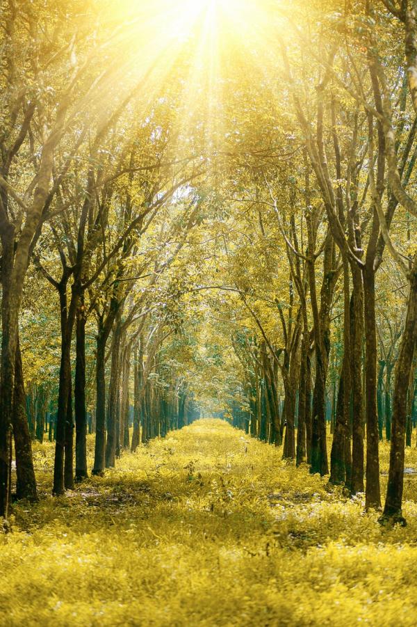 Scenic View of the Forest During Sunrise