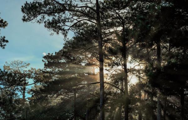 Scenic View of Trees During Sunrise