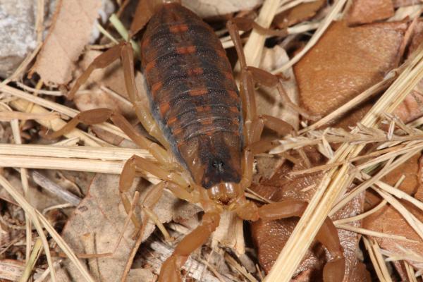 Scorpion