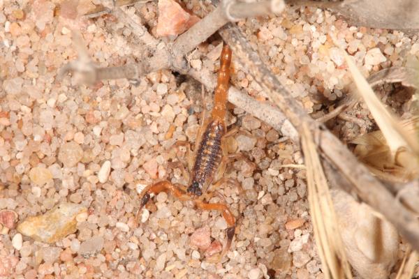 Scorpion