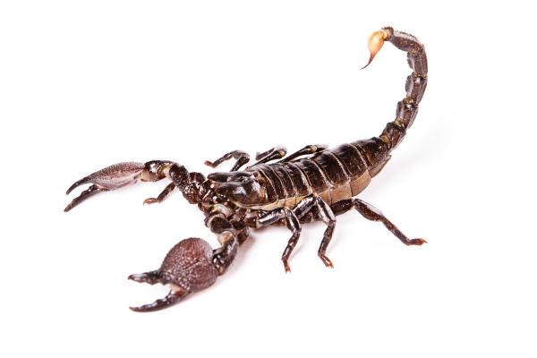 scorpion