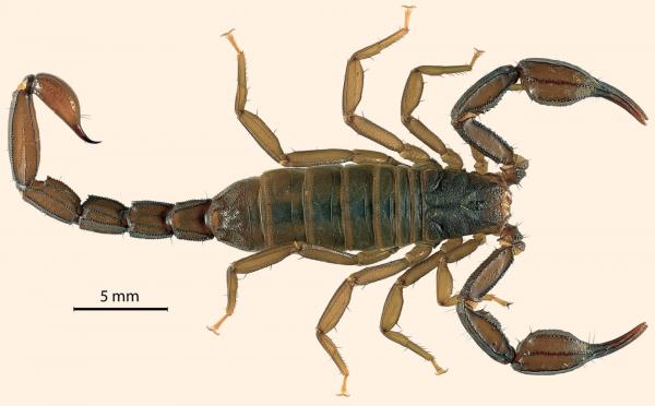 Scorpion