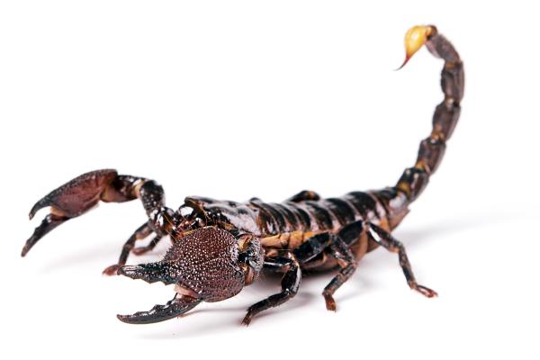 Scorpion
