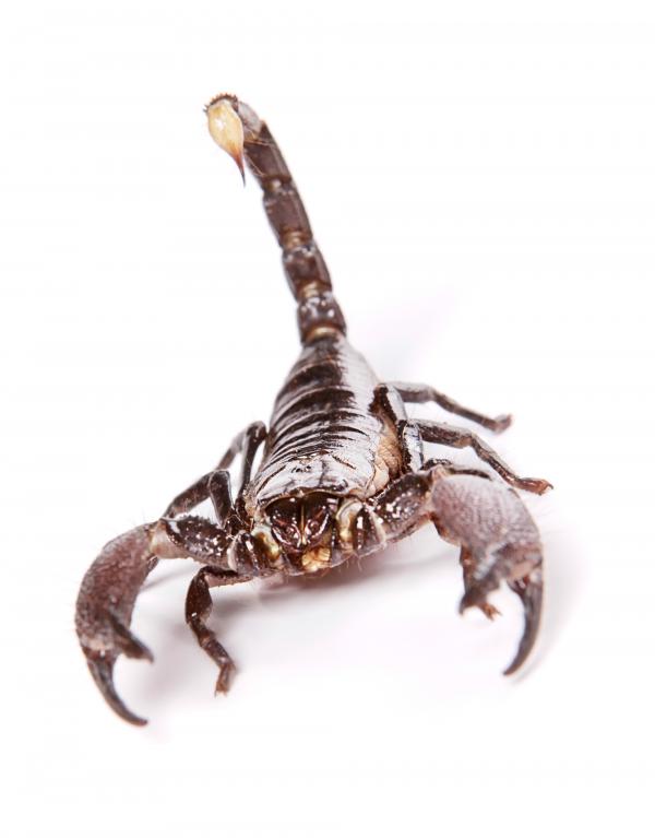 Scorpion