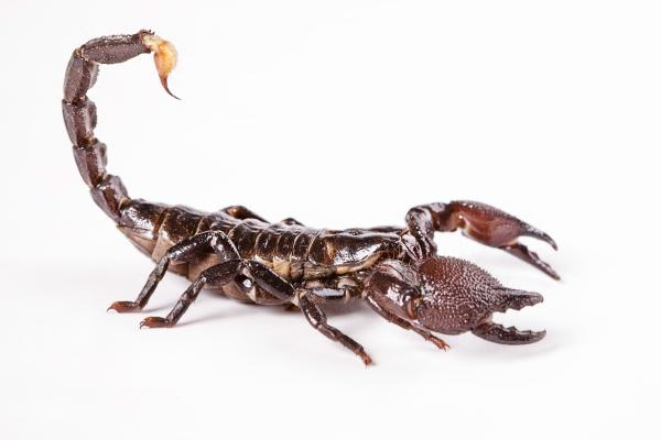 scorpion