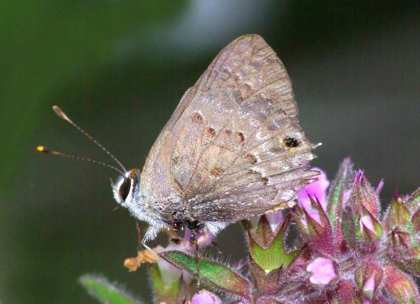 SCRUB-HAIRSTREAK, LANTANA (Strymon bazochii) (1-9-09) frontera aud, weslaco, tx (9)