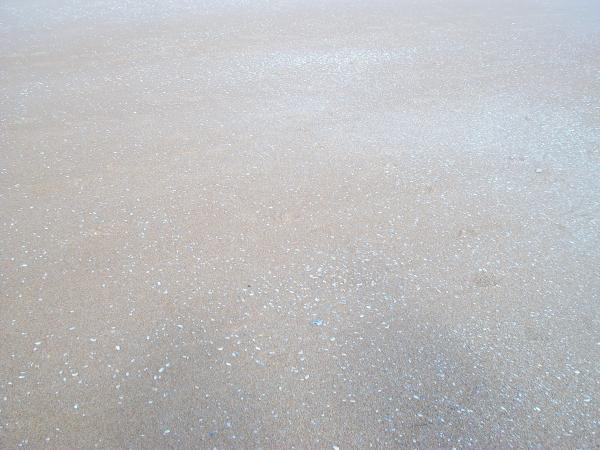 Sea