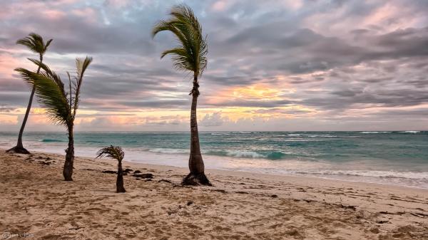 Sea Beside Green Palm Trees
