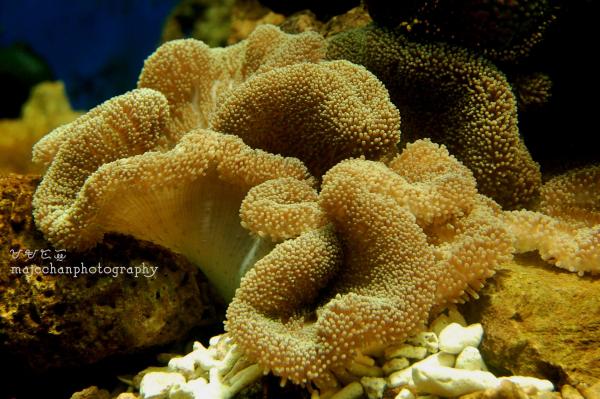 Sea plant