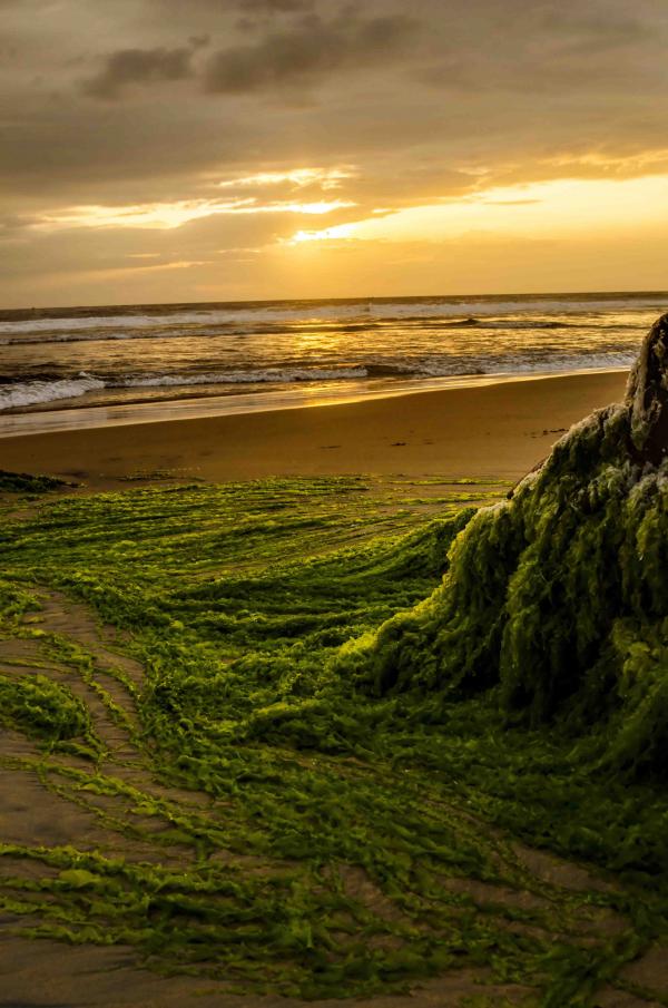 Sea scape  in Kovalam beach