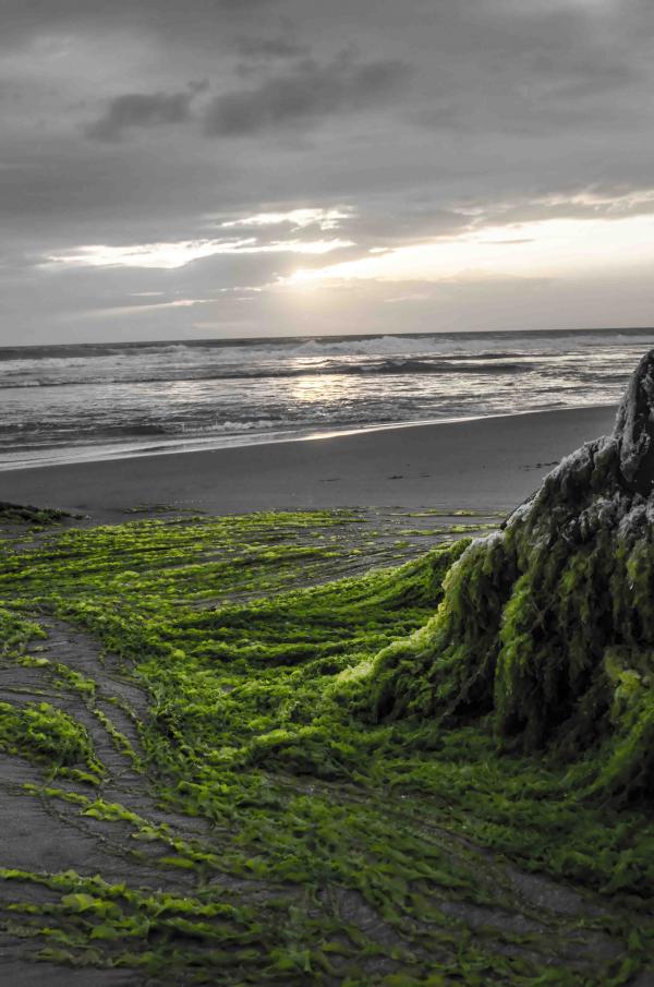 Sea scape  in Kovalam beach