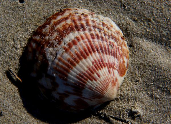 Sea Shells (21)