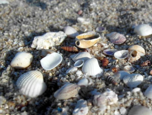 Sea shells on the beach