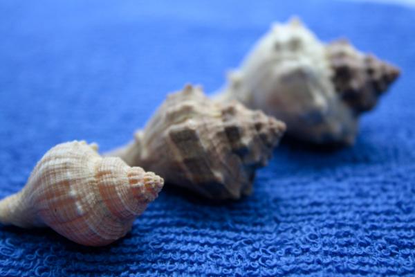 Sea snail