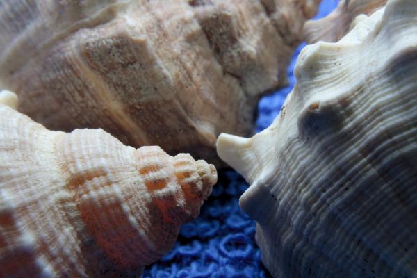 Sea snail