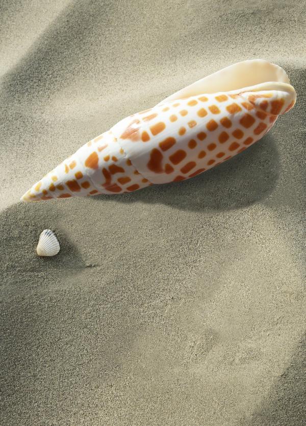 Sea Snail