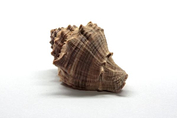 Sea ​​snail