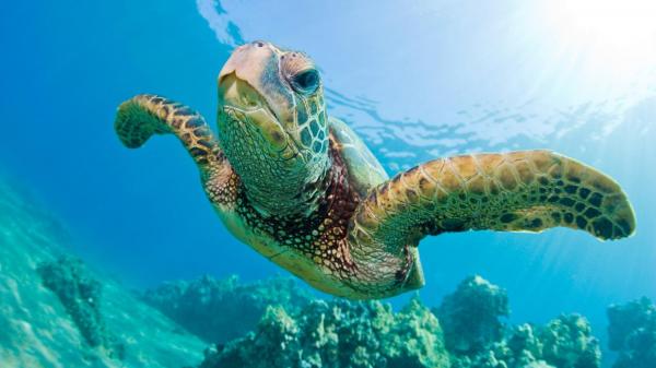 Sea Turtle