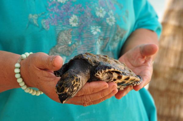 Sea turtle