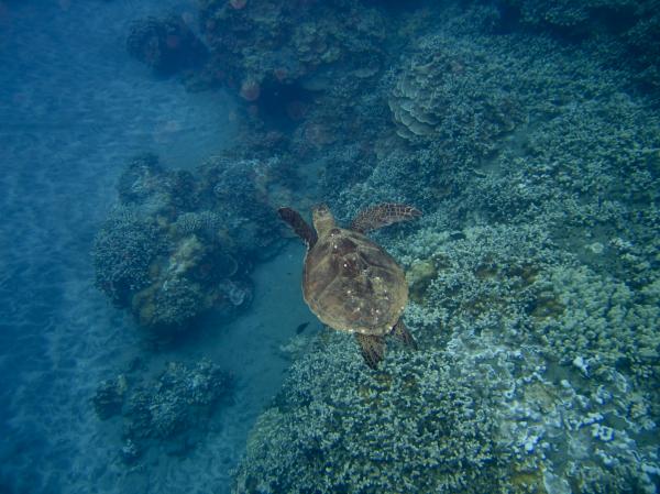 Sea Turtle