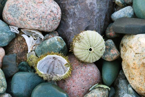 Sea Urchin