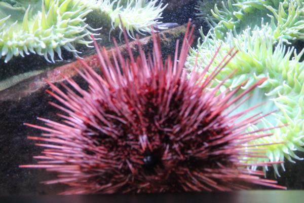 Sea Urchin