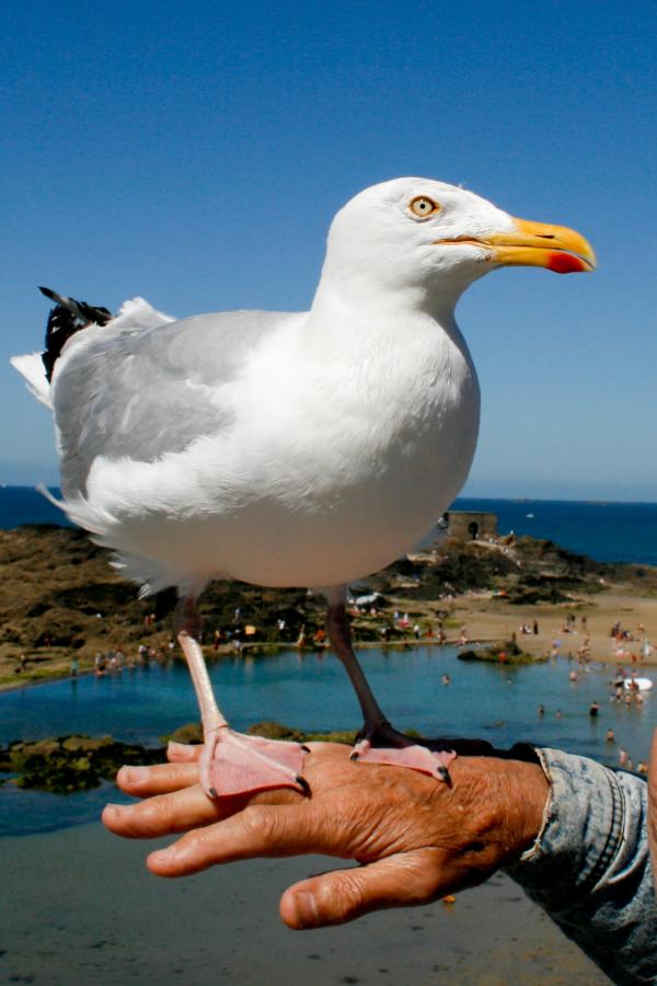 Seagull