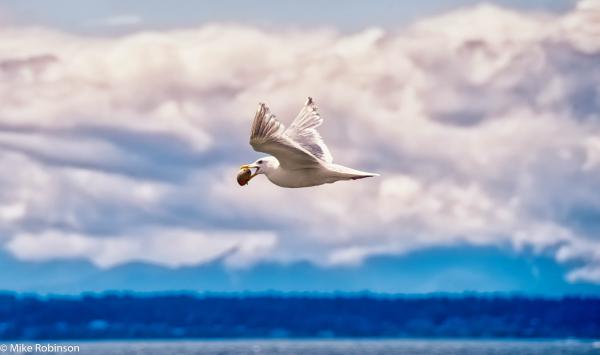 Seagull