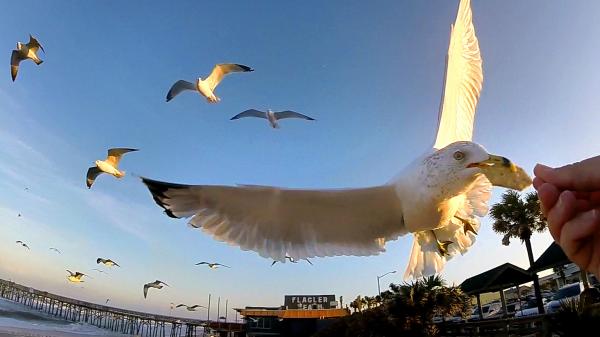 Seagull