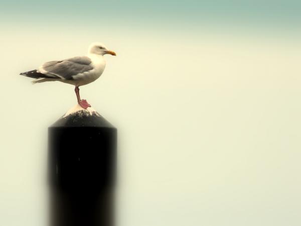Seagull