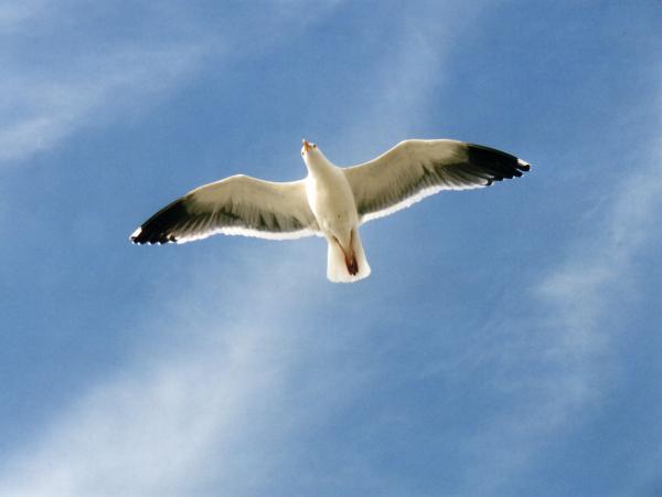 Seagulls