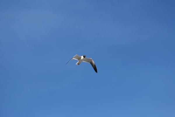 Seagull