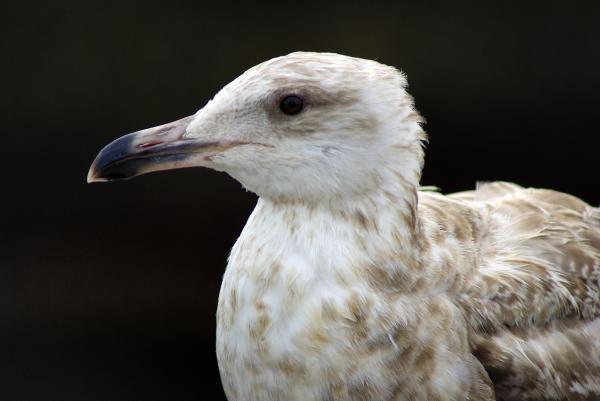 Seagull