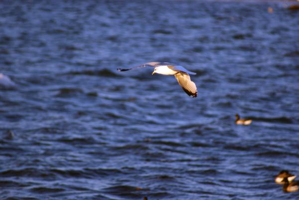 Seagull