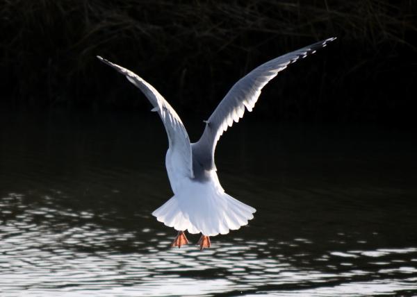 Seagull