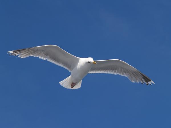 Seagulls