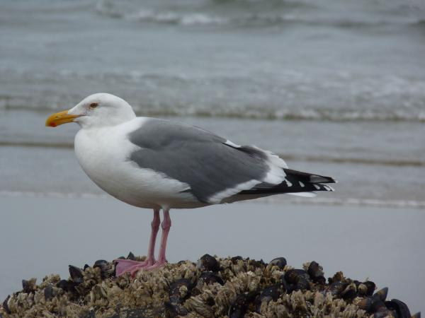 Seagull
