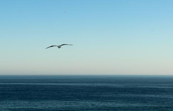 Seagull flying in the horizon