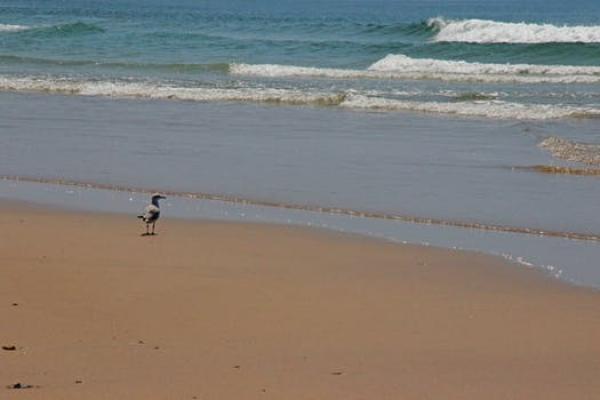 Seagull goes along the beach