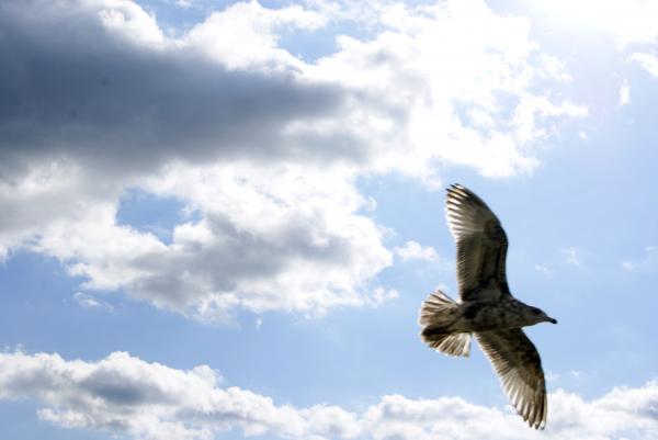 Seagull In Flight 1