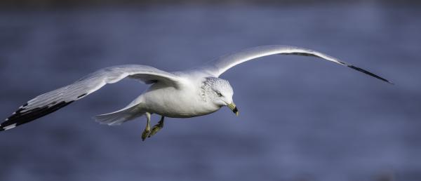 Seagull In Flight