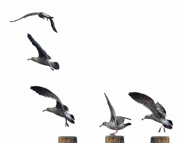 Seagull Landing